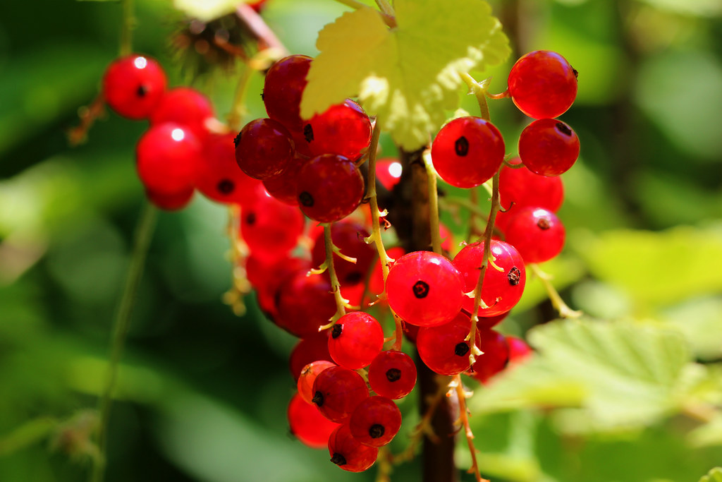 Rote Johannisbeeren - Gesundheit durch viele Wirkstoffe