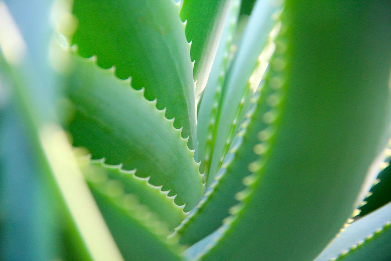 So wächst Aloe Vera in der Wohnung So wächst Aloe Vera in der Wohnung