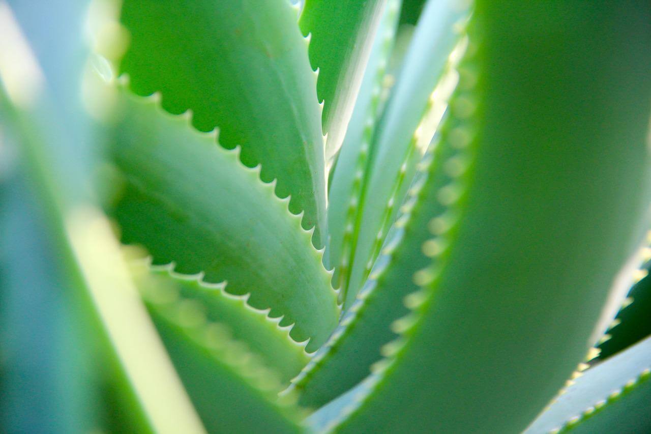 So wächst Aloe Vera in der Wohnung