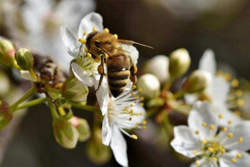 So kann Propolis das Immunsystem stärken