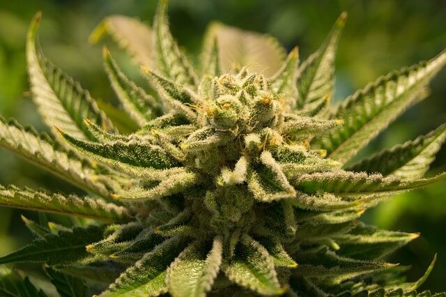 Wirkung und Anwendung von CBD-Öl in der Medizin Wirkung und Anwendung von CBD-Öl in der Medizin