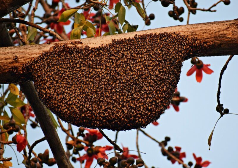 Das Wundermittel der Bienen 🐝 Das Wundermittel der Bienen 🐝