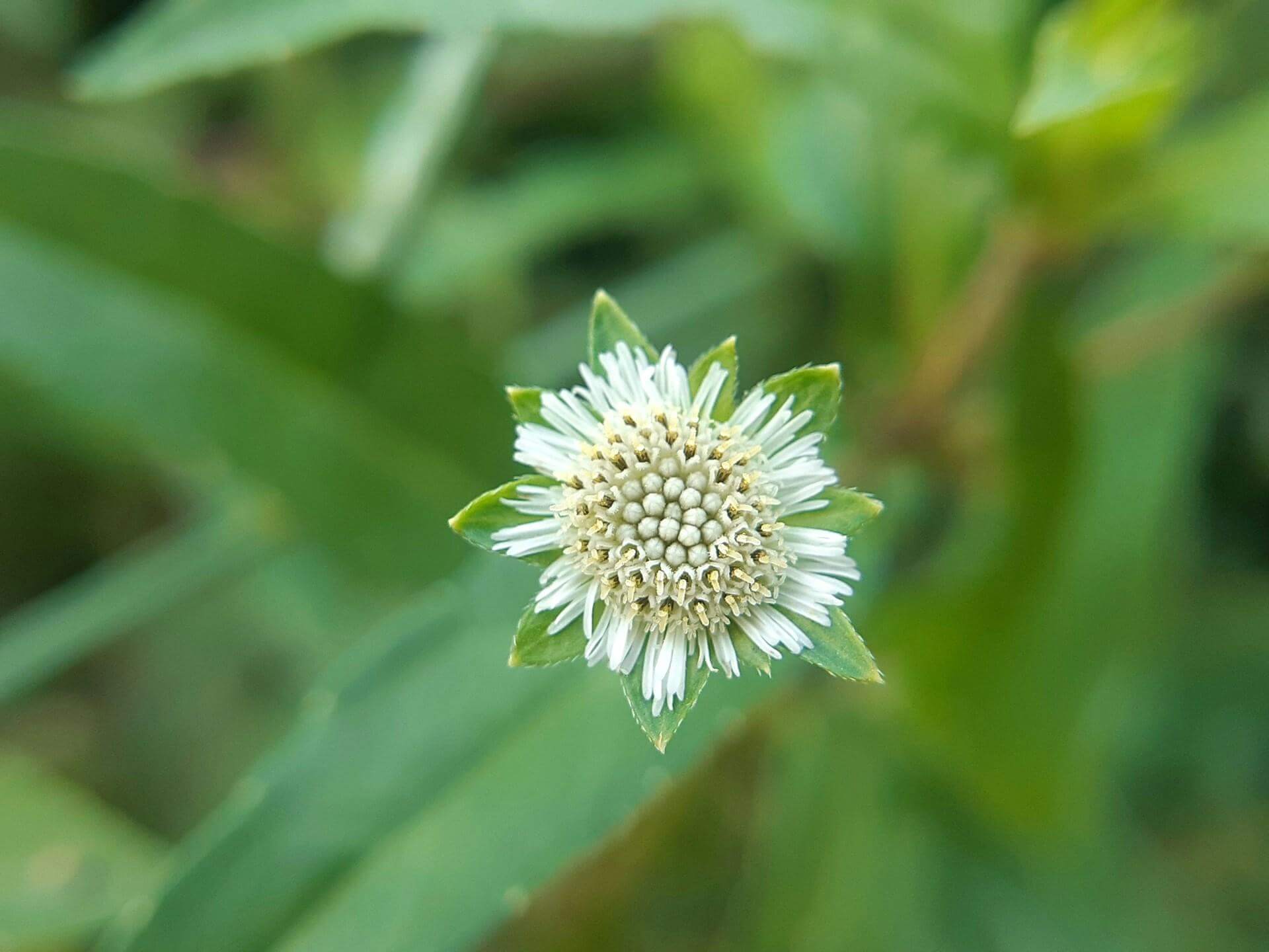 Phytotherapie