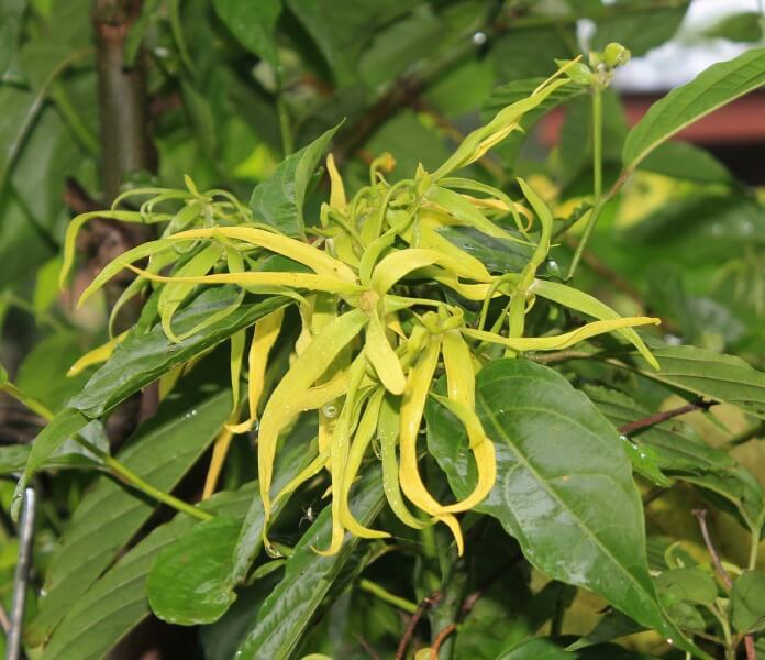 Ylang Ylang Blume Ylang Ylang Blume