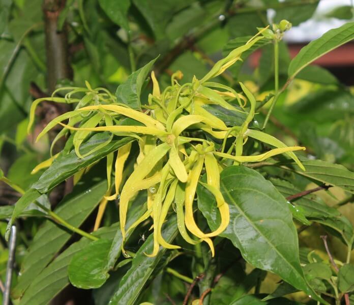 Ylang Ylang Blume