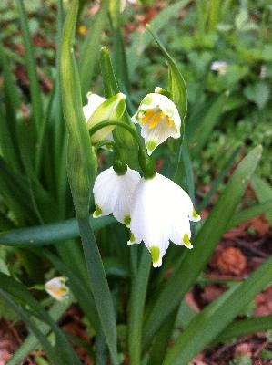 Der Frühling erwacht..