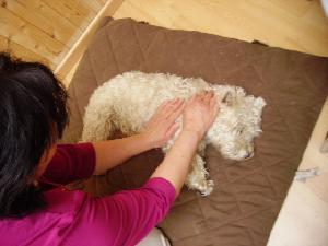 Reiki bei Tieren