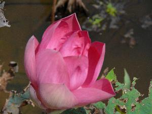 Lotus