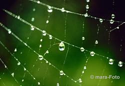 Mediarama-Bild Spinnennetz mit Tau