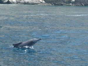freier wilder Delphin