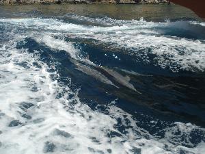freie wilde Delphine beim Surfen