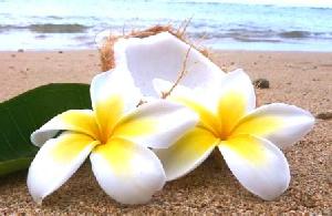 Plumeria Cocos Kauai