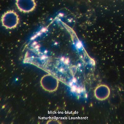 Sklerosymplast
