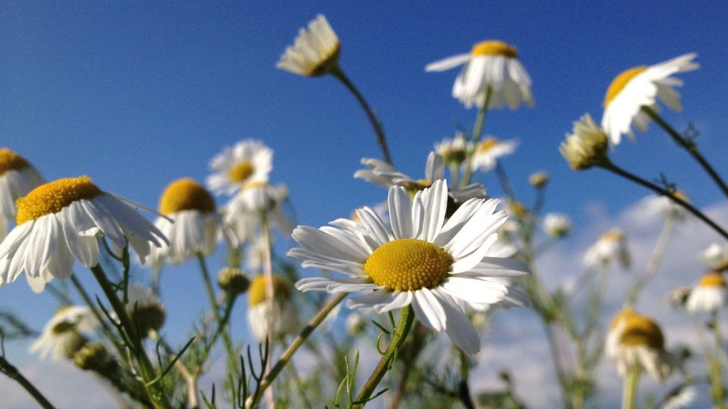 Befreit durchatmen: Eintauchen in die Welt der Aromen Befreit durchatmen: Eintauchen in die Welt der Aromen