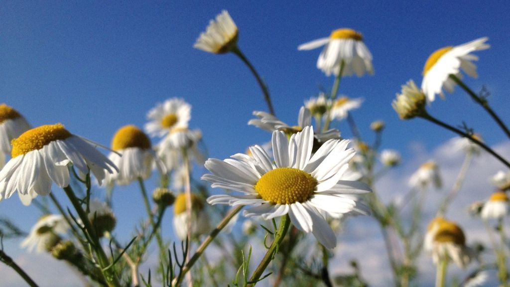 Befreit durchatmen: Eintauchen in die Welt der Aromen