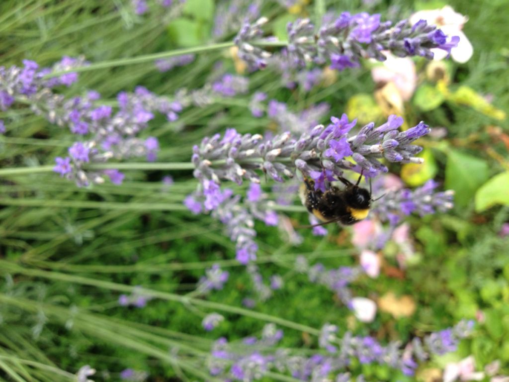 Insektenstich-Behandlung