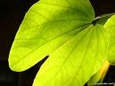 Bauhinia fortificata