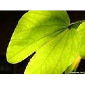 Bauhinia fortificata