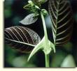 UNCARIA TOMENTOSA UNCARIA TOMENTOSA