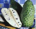 Annona muricata GRAVIOLA Annona muricata GRAVIOLA