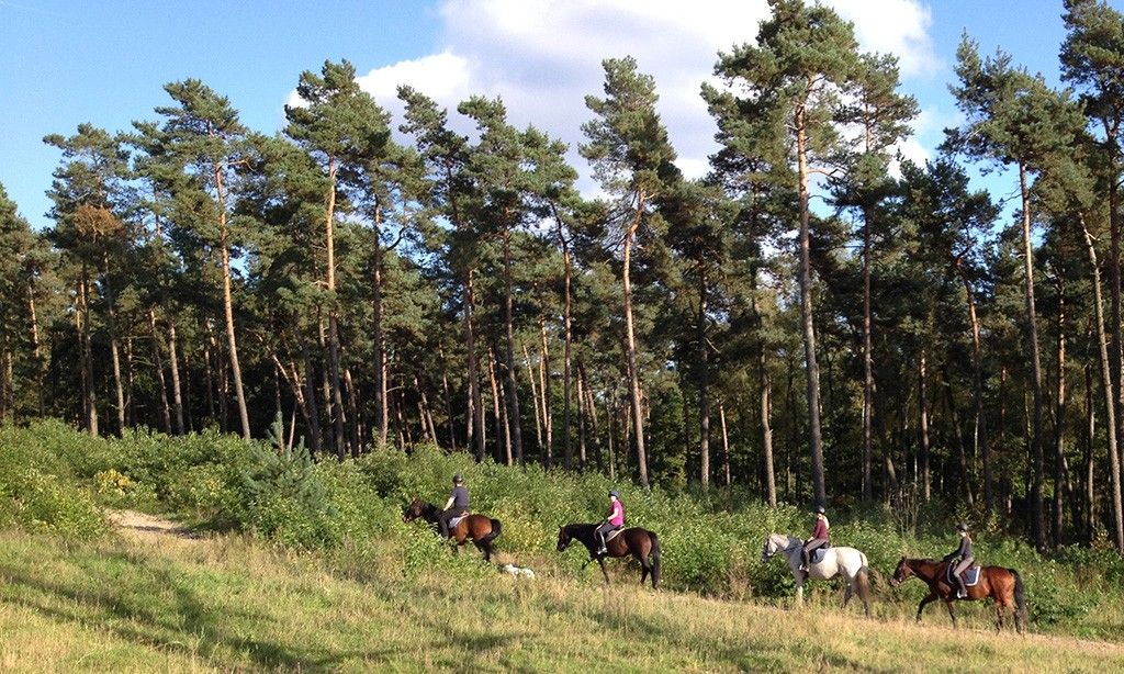 Hippotherapie: Heilpädagogisches Reiten und Mensch- & Pferd-Arbeit